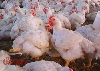 أسعار الدواجن اليوم .. 21 جنيها من المزرعة والمجمدة بـ35 جنيها