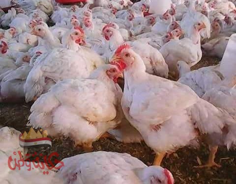 أسعار الدواجن اليوم .. 21 جنيها من المزرعة والمجمدة بـ35 جنيها