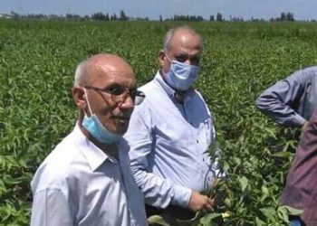 الزراعة تتابع ميدانيا المحاصيل الصيفية بمحافظة البحيرة