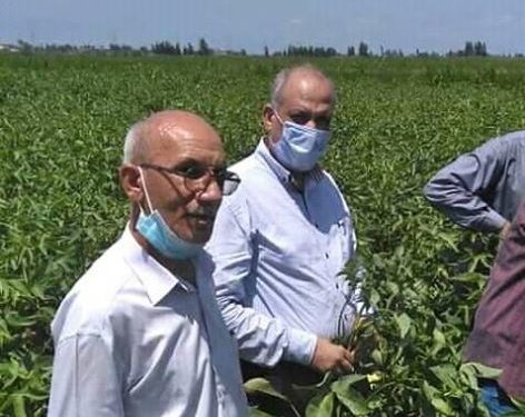 الزراعة تتابع ميدانيا المحاصيل الصيفية بمحافظة البحيرة