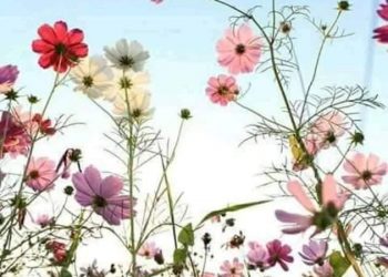 خواطر صباحية