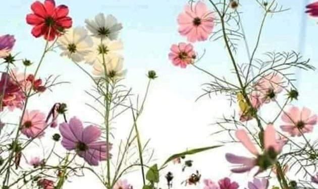 خواطر صباحية