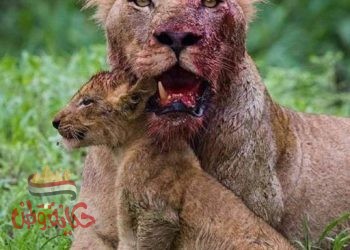 الأمومه والتضحيه