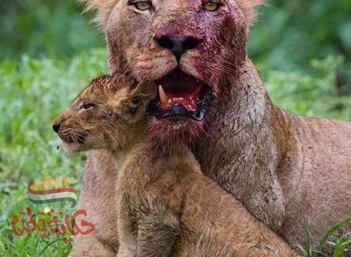 الأمومه والتضحيه