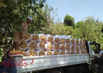 الزراعة: صادرات البطاطس تتخطى لـ673697 طن