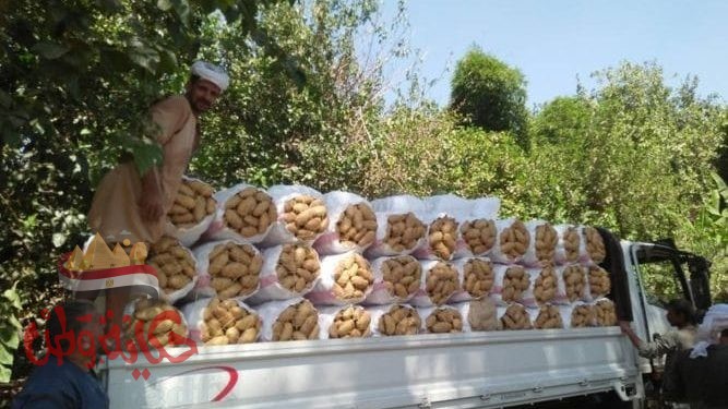 الزراعة: صادرات البطاطس تتخطى لـ673697 طن