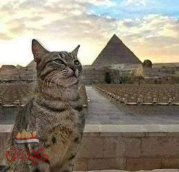 حكاية القط الأحول الذى يتكلم!