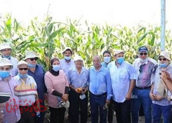 “القصير” تنظيم يوم حقلي للذرة الشامية بمحافظة كفر الشيخ