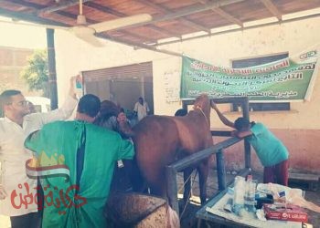 القصير 6 قوافل بيطرية لتشجيع التلقيح الاصطناعي بمحافظة بني سويف