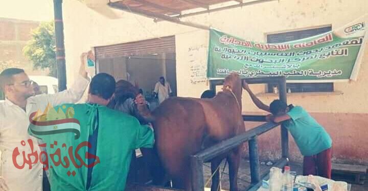 القصير 6 قوافل بيطرية لتشجيع التلقيح الاصطناعي بمحافظة بني سويف