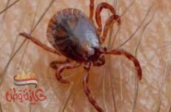 انتشار حشرة القراد في المنوفيه