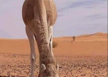 أغلى ناقة في التاريخ