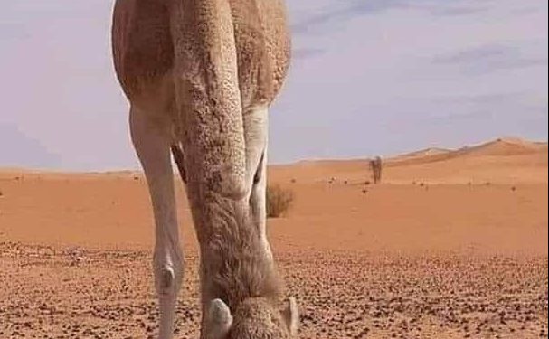 أغلى ناقة في التاريخ