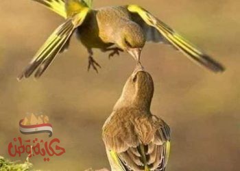 ‘‘ امواج عاتية‘‘‘‘