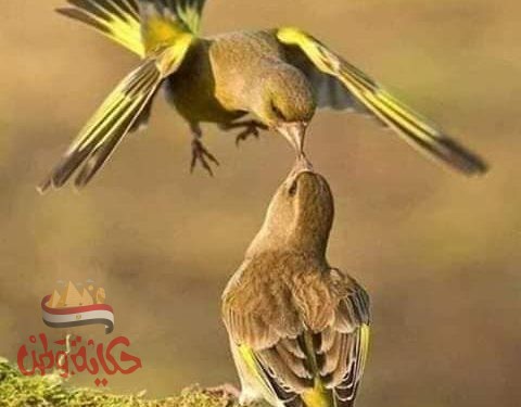 ‘‘ امواج عاتية‘‘‘‘