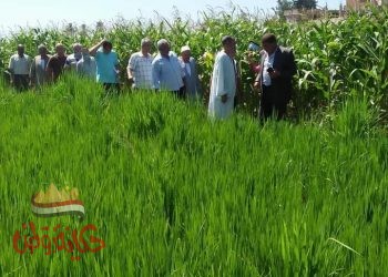 وكيل وزارة الزراعة بالبحيرة يُشيد بتجربة زراعة الأرز بالتنقيط