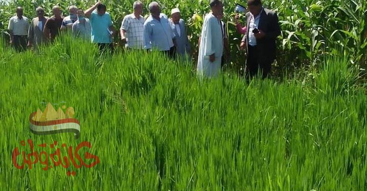وكيل وزارة الزراعة بالبحيرة يُشيد بتجربة زراعة الأرز بالتنقيط