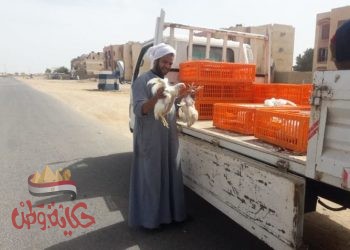 أسعار الدواجن والبيض بالأسواق المحلية اليوم