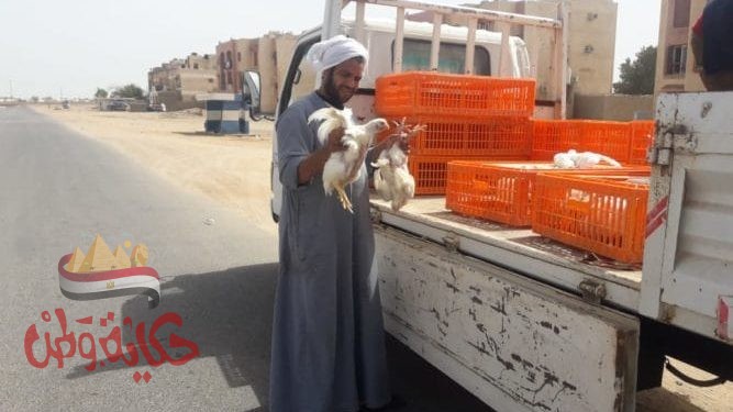 أسعار الدواجن والبيض بالأسواق المحلية اليوم