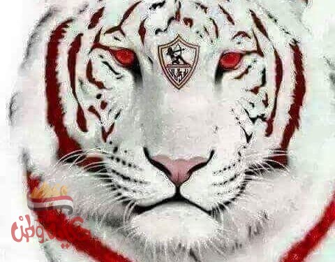 زملكاوية..أنا ..