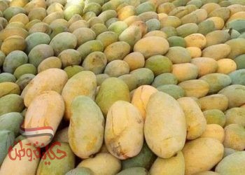 المانجو ” ملكة الفواكه”