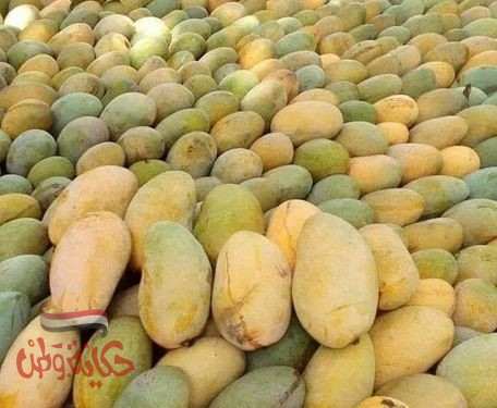 المانجو ” ملكة الفواكه”