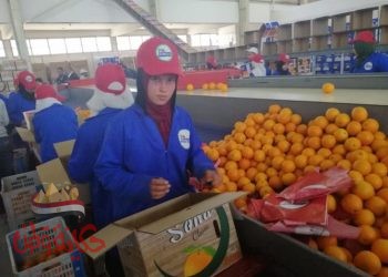 ارتفاع صادرات مصر الزراعية لـ أكثر من 3.9 مليون طن والبطاطس تحتل المركز الثاني بعد الموالح