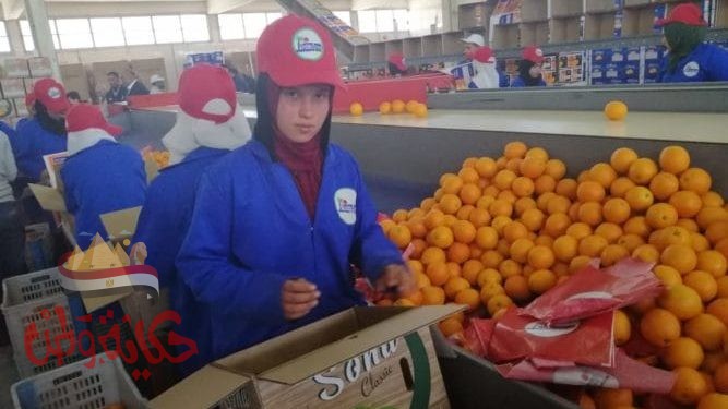 ارتفاع صادرات مصر الزراعية لـ أكثر من 3.9 مليون طن والبطاطس تحتل المركز الثاني بعد الموالح