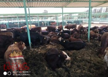 خطوات عمل رخصة “حظيرة” ماشية او مزرعة دواجن او مركز البان