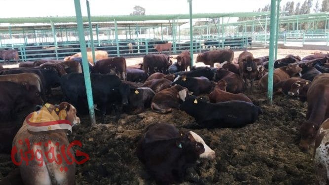 خطوات عمل رخصة “حظيرة” ماشية او مزرعة دواجن او مركز البان