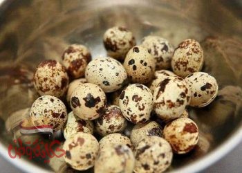 مالا تعرفه عن بيض السمان