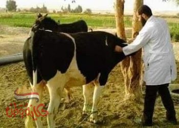 قوافل طبية بيطرية لعلاج وتحصين روؤس الماشية ضد الأمراض والأوبئة