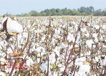 قائمة العشر الكبار فى تصدير القطن المصرى