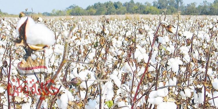 قائمة العشر الكبار فى تصدير القطن المصرى