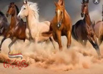  ما علاقة الخيل بالإنسان ؟