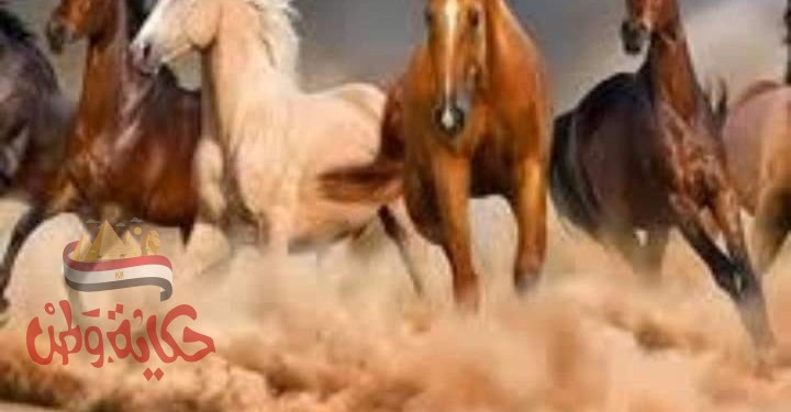  ما علاقة الخيل بالإنسان ؟