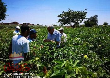 القصير : نشاط مكثف للمدارس الحقلية في محاصيل القطن والأرز والذرة واللوبيا بمحافظة البحيرة