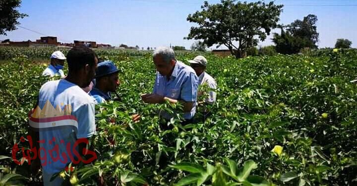 القصير : نشاط مكثف للمدارس الحقلية في محاصيل القطن والأرز والذرة واللوبيا بمحافظة البحيرة