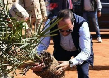 هنا أكبر مزرعة نخيل فى العالم