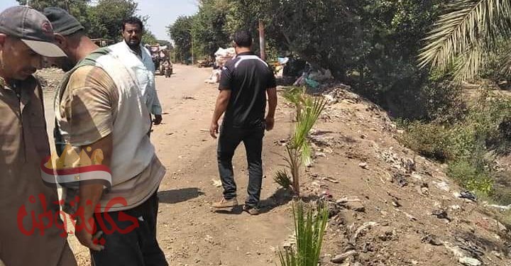 المنوفية : تشجير منطقة مقلب القمامة بالنخل والزينة طريق تلا طنوب