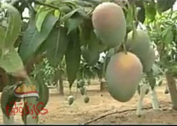 الزراعة:نشرة بالتوصيات الفنية لمزارعي محصول المانجو