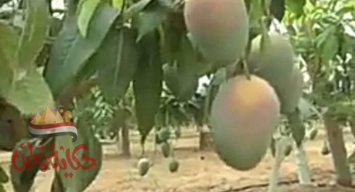 الزراعة:نشرة بالتوصيات الفنية لمزارعي محصول المانجو