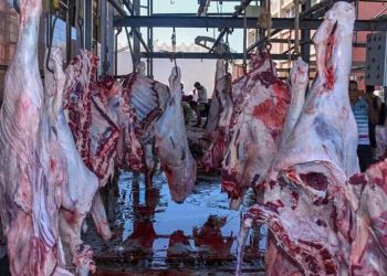 القصير: 4 حالات تعد على الأراضي الزراعية وذبح 3500 اضحية مجانا في ثالث ايام عيد الأضحى المبارك