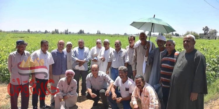 إرشاد البحيرة ينظم ندوات إرشادية لمزارعى القطن بمراكز المحافظة