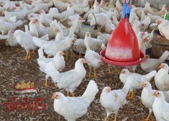 اسعار الدواجن اليوم.. 16.5 جنيه فى المزرعة والبيض 23 جنيها للكرتونة