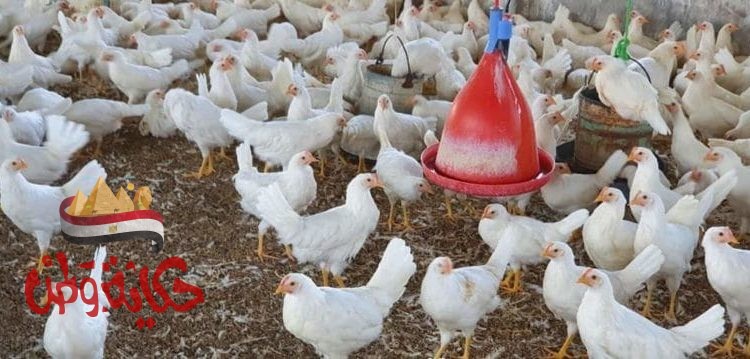 اسعار الدواجن اليوم.. 16.5 جنيه فى المزرعة والبيض 23 جنيها للكرتونة