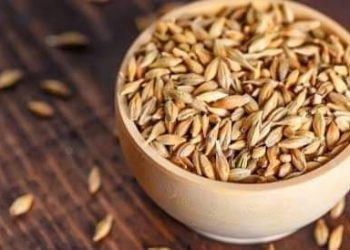 فوائد الشعير