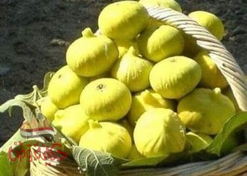 فوائد التين وأهميته للإنسان