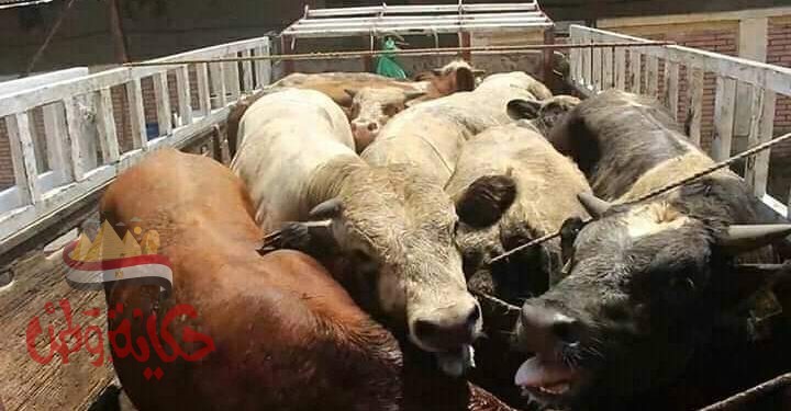 القصير: 37.5 مليون جنيه تمويل جديد لمشروع البتلو