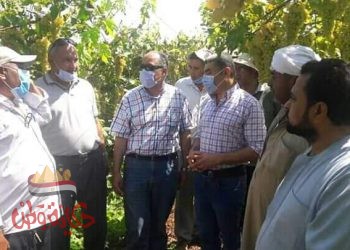 الزراعة” تتفقد ٥ مواقع ارشادية وانتاجية بمحافظة كفر الشيخ